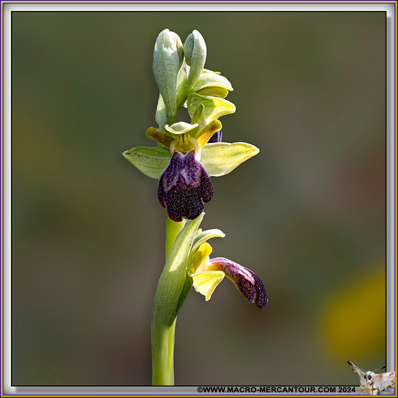 Ophrys Brun